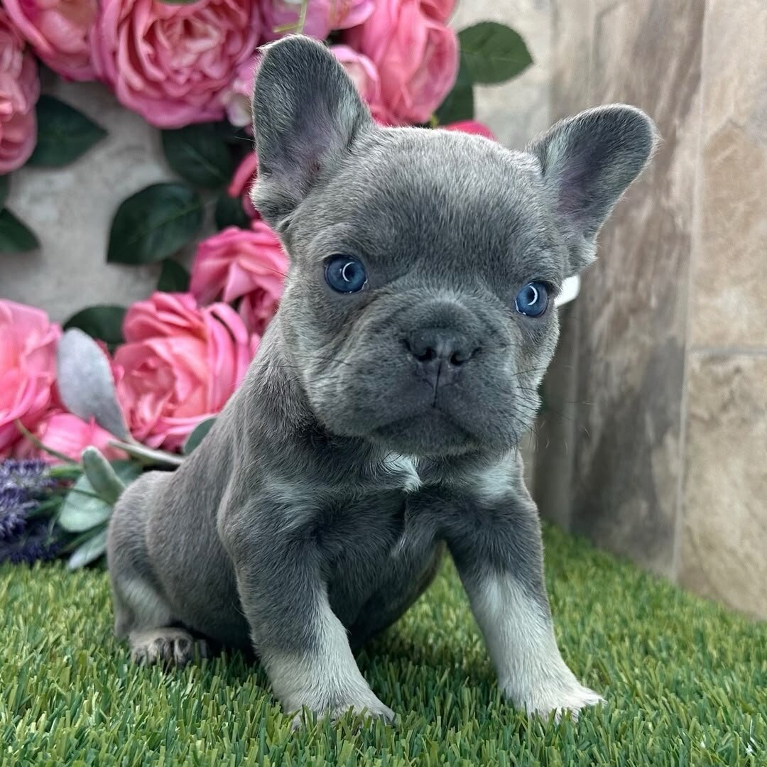 French bulldog puppy image 2