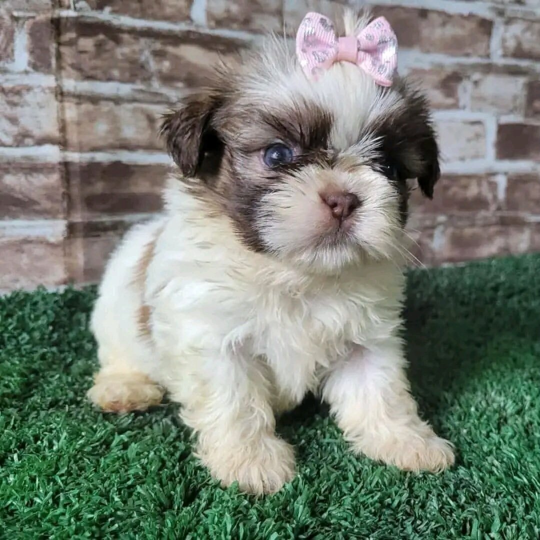 Shih Tzu Puppy image 2