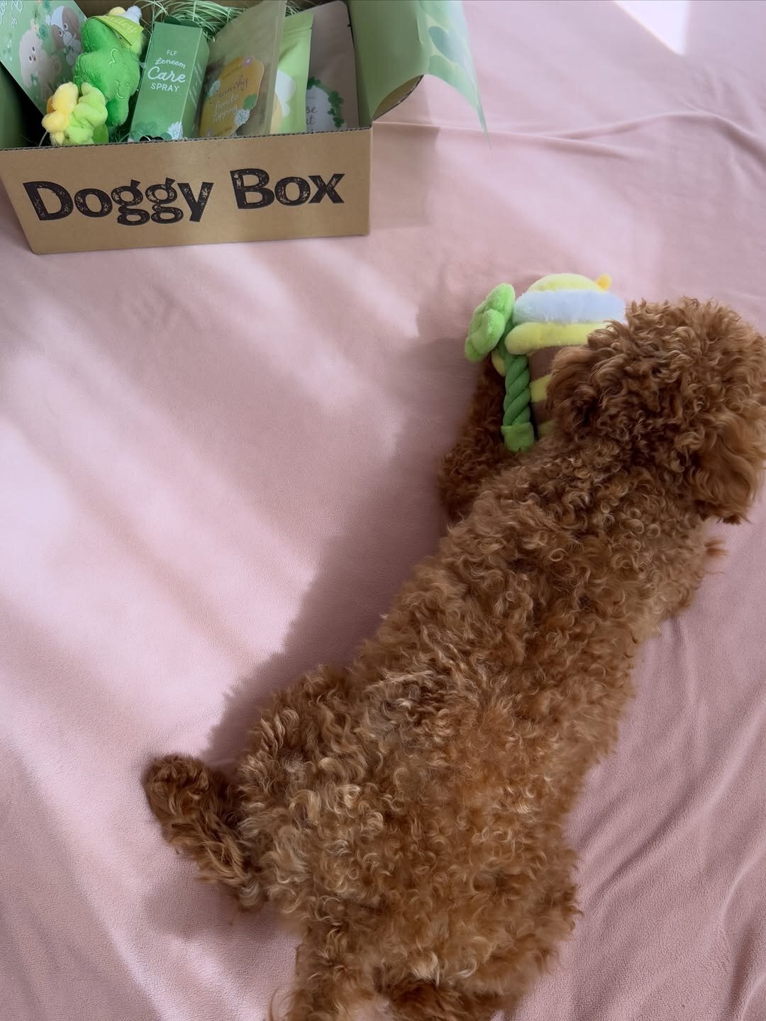 Meet Soso, Adorable Poodle girl image 4