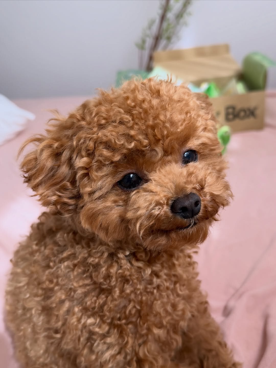 Meet Soso, Adorable Poodle girl image 3