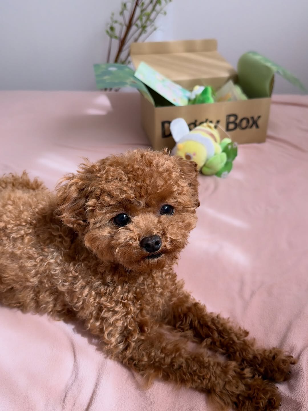 Meet Soso, Adorable Poodle girl image 2