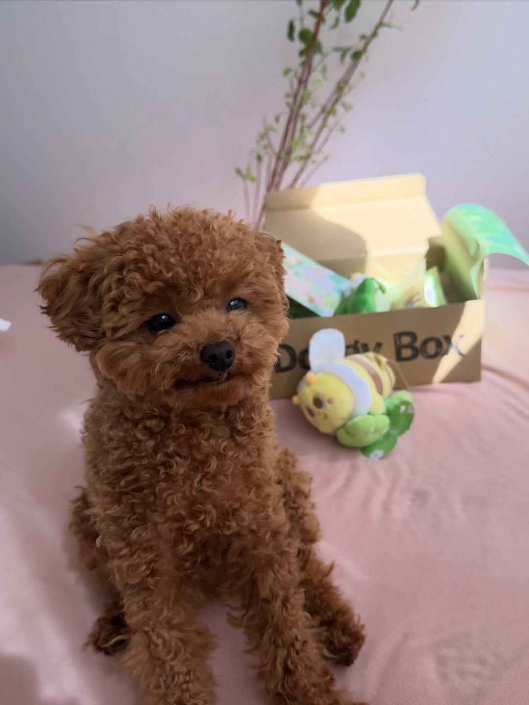 Meet Soso, Adorable Poodle girl image 5