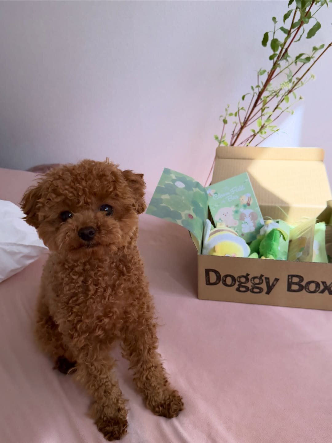 Meet Soso, Adorable Poodle girl image 1