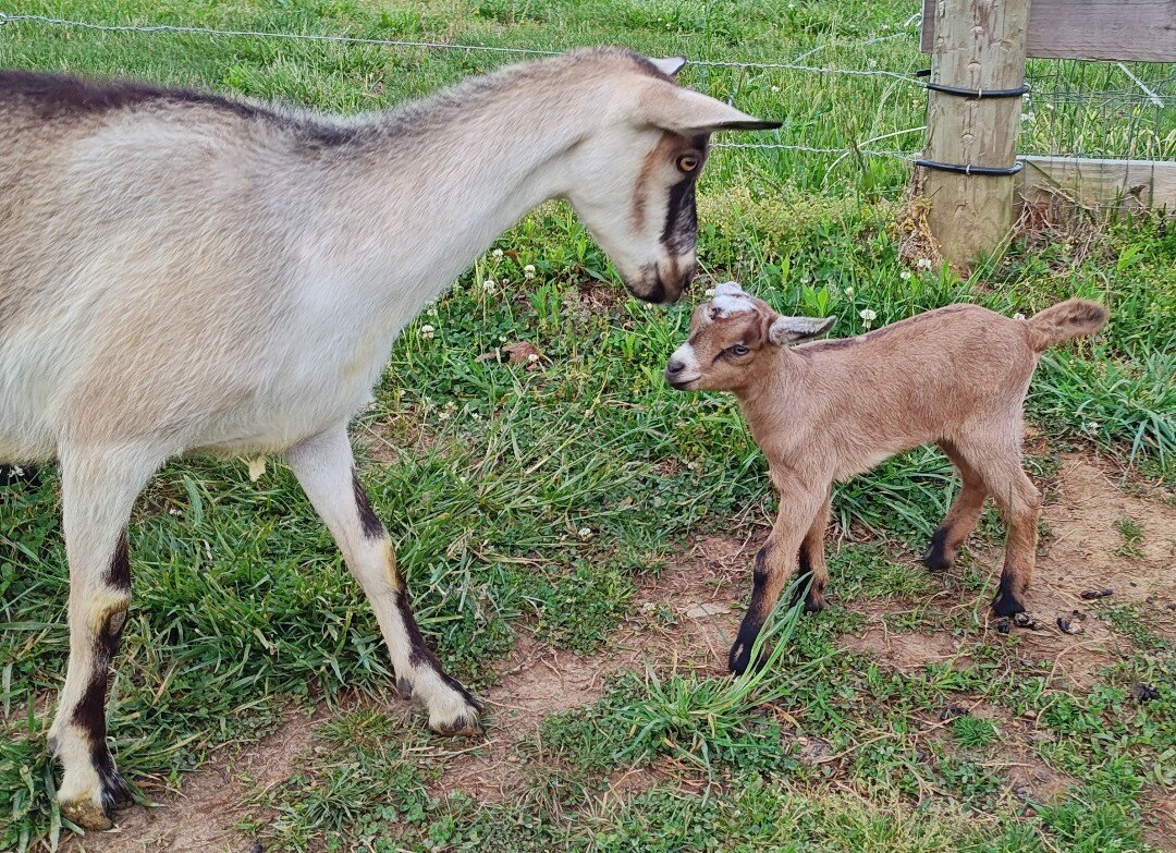 ADGA Alpine doe/ doeling pair image 1