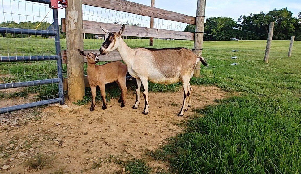 ADGA Alpine doe/ doeling pair image 4