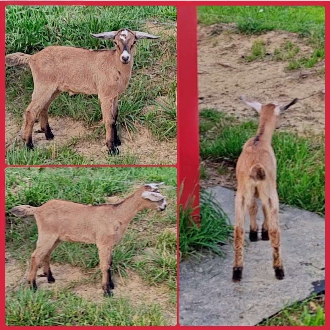 ADGA Alpine doe/ doeling pair image 3