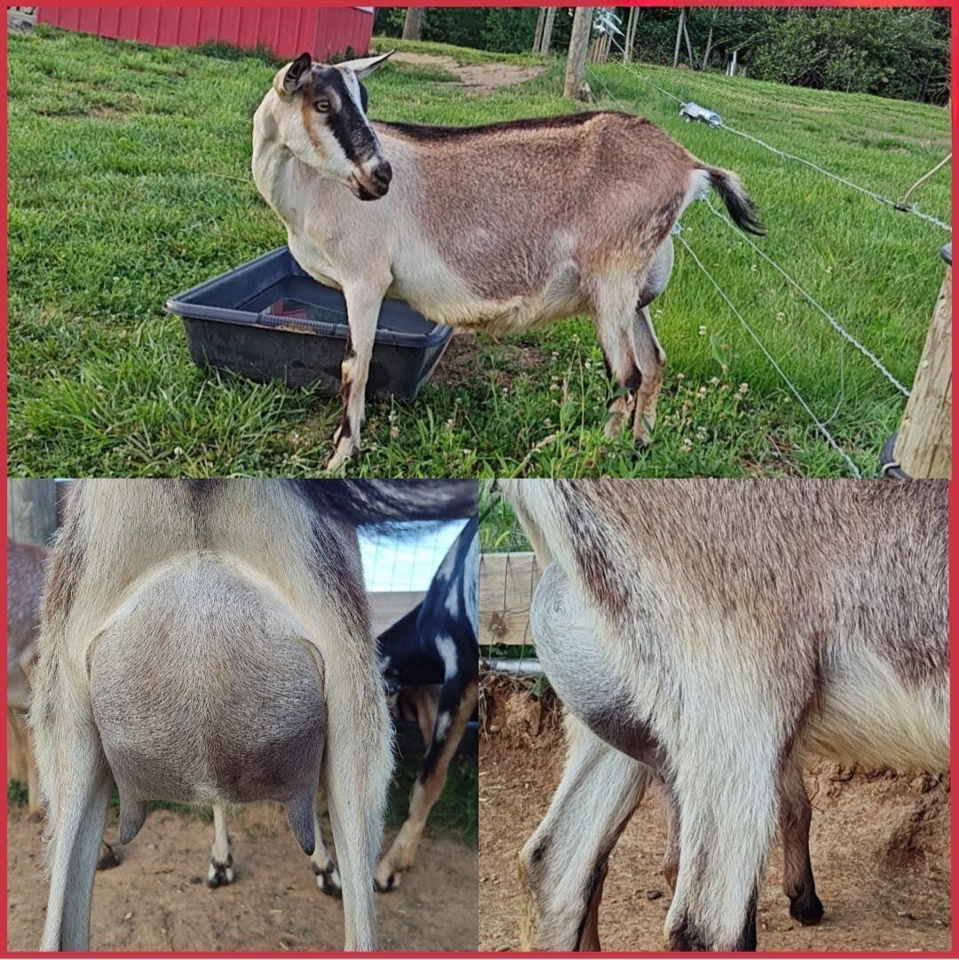 ADGA Alpine doe/ doeling pair image 2