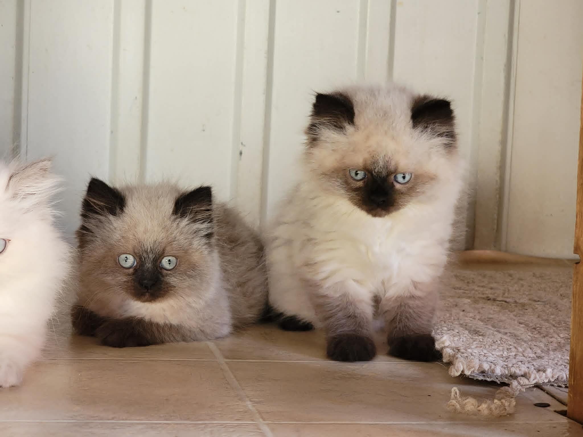 CFA HIMAYAN KITTENS FOR SALE image 3