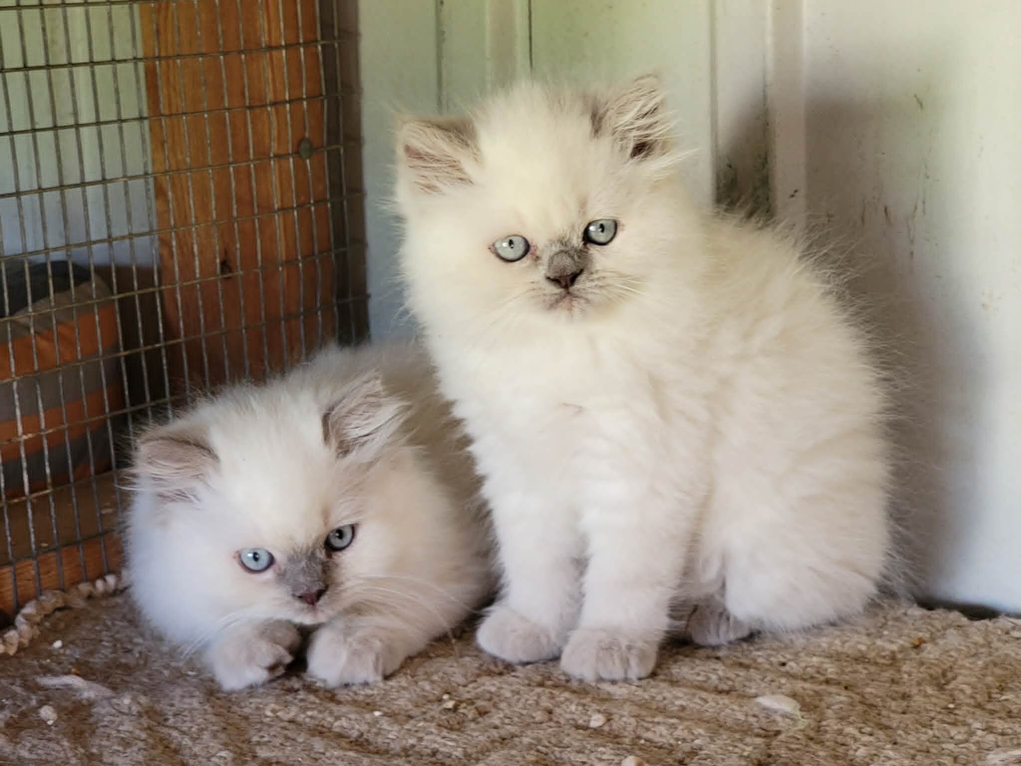 CFA HIMAYAN KITTENS FOR SALE image 2