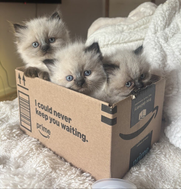 CFA HIMAYAN KITTENS FOR SALE image 1