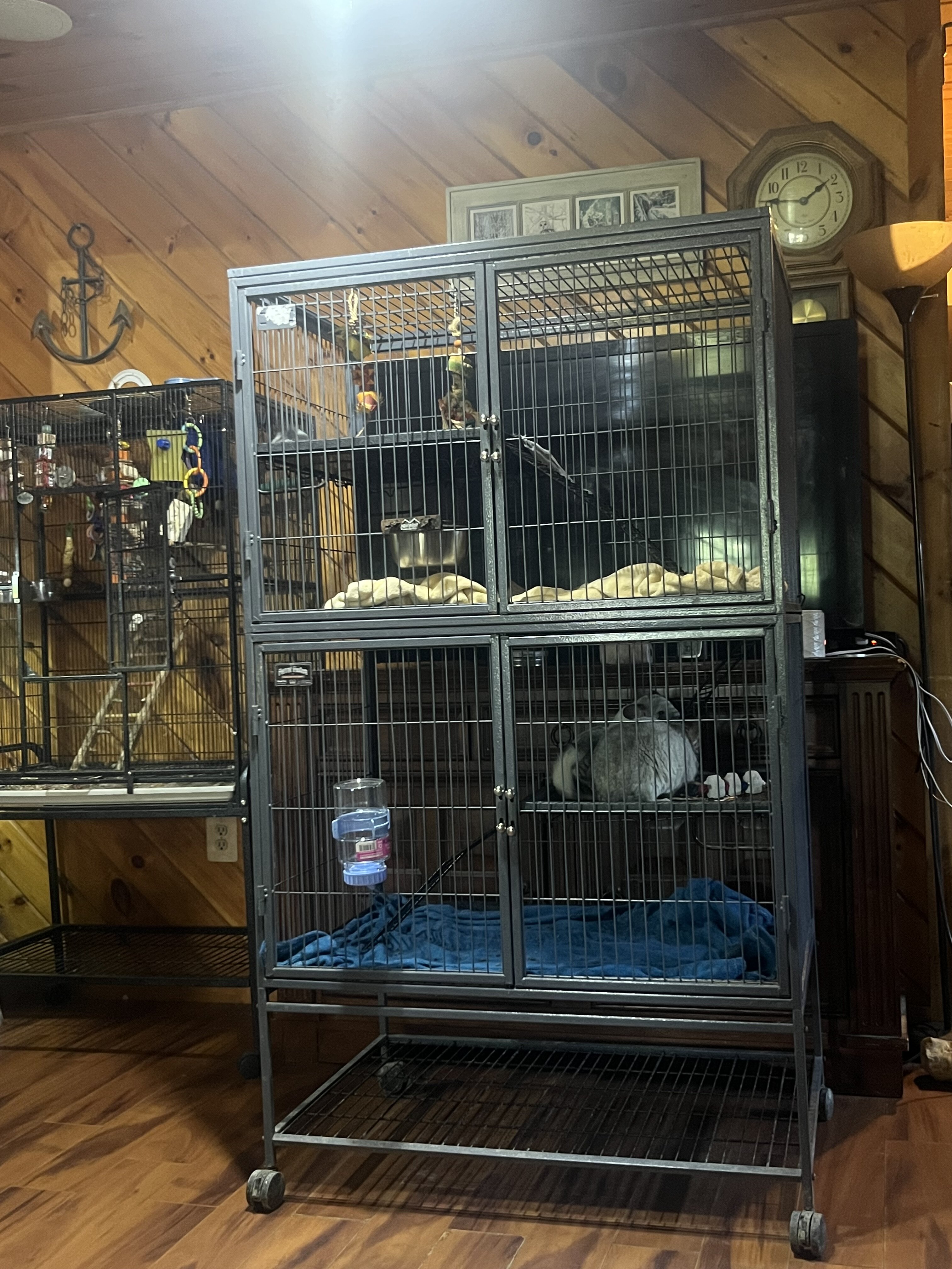 Chinchilla image 1