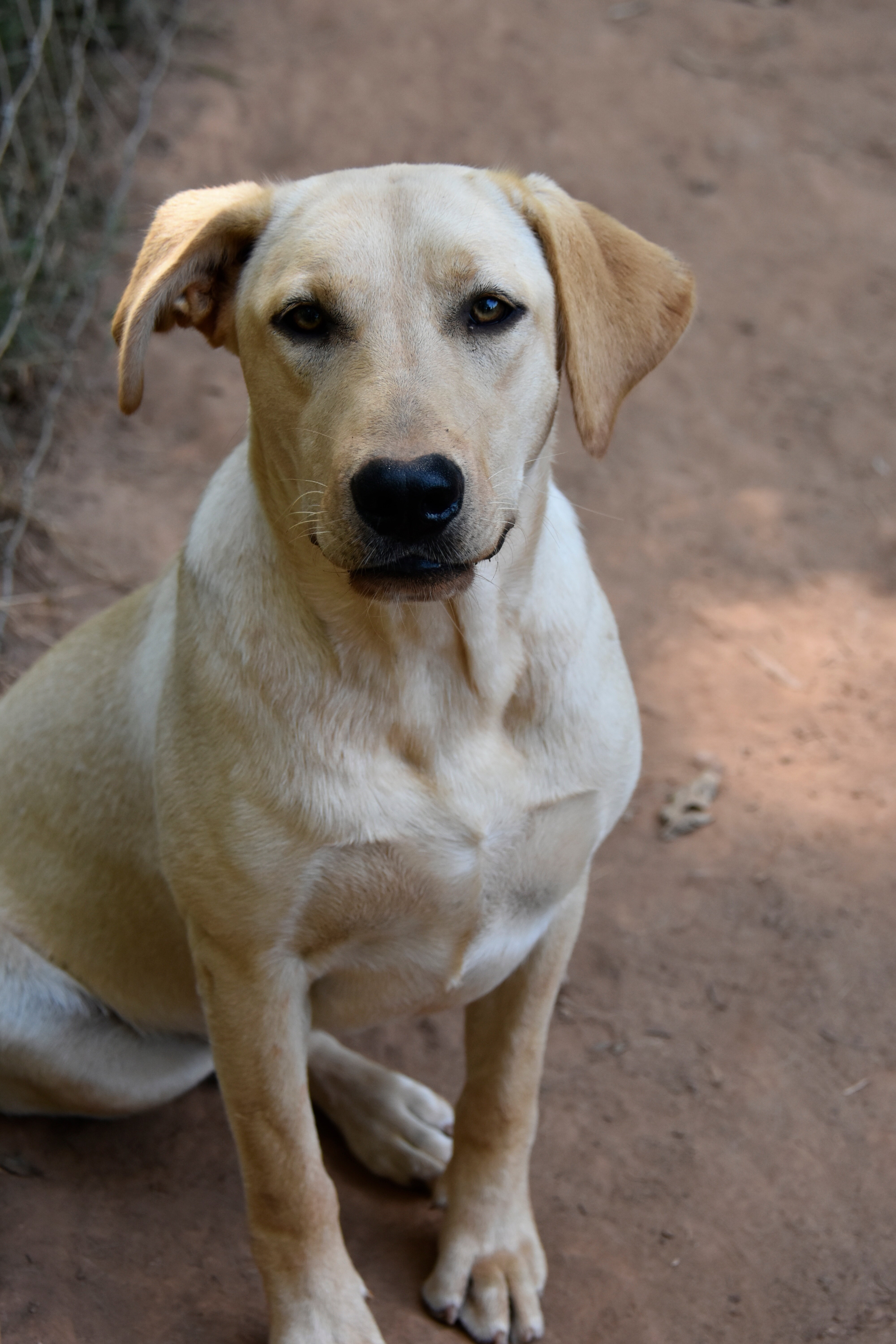 Labrador (American/English) registerable 11 wks image 6