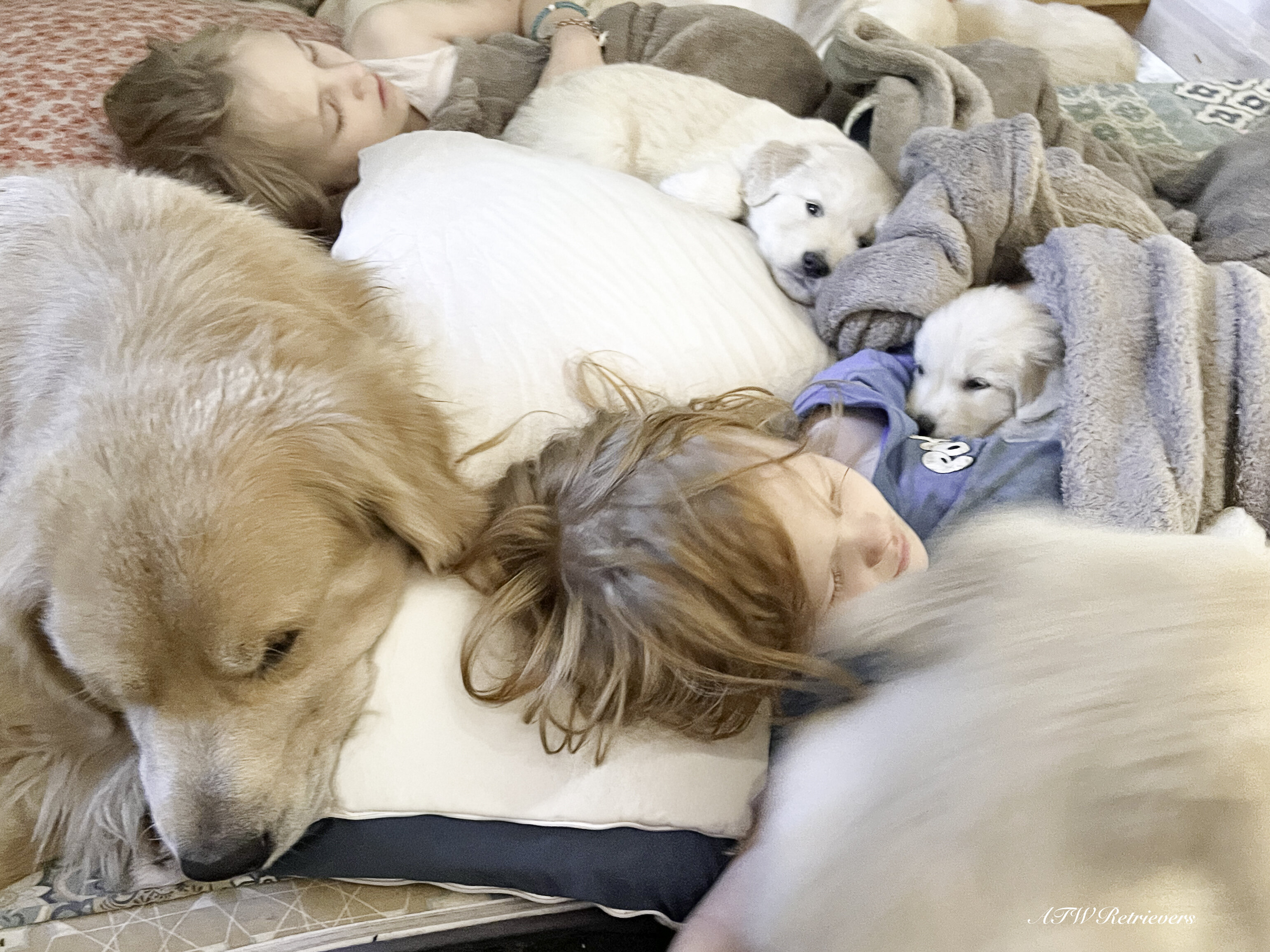 AKC Golden Retriever Puppies image 4