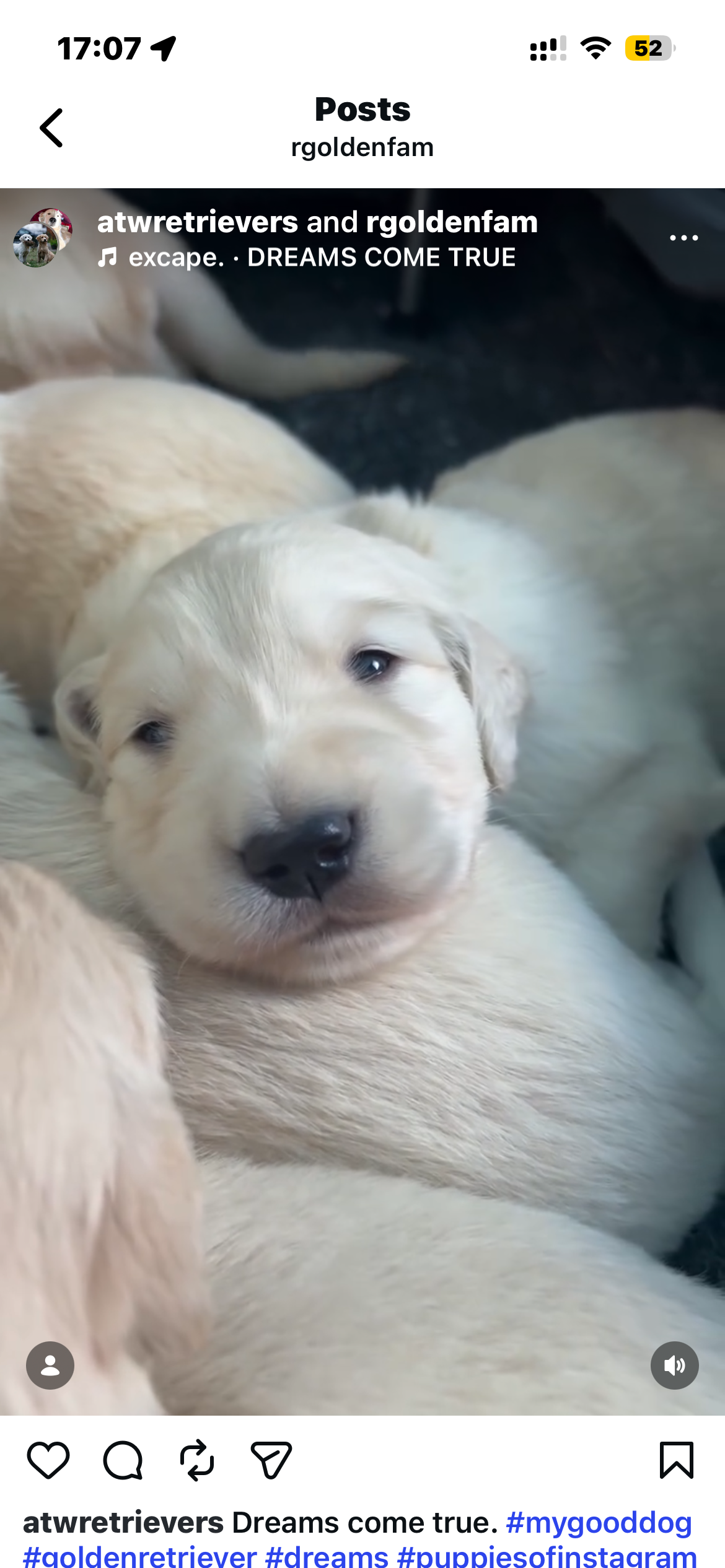 AKC Golden Retriever Puppies image 3