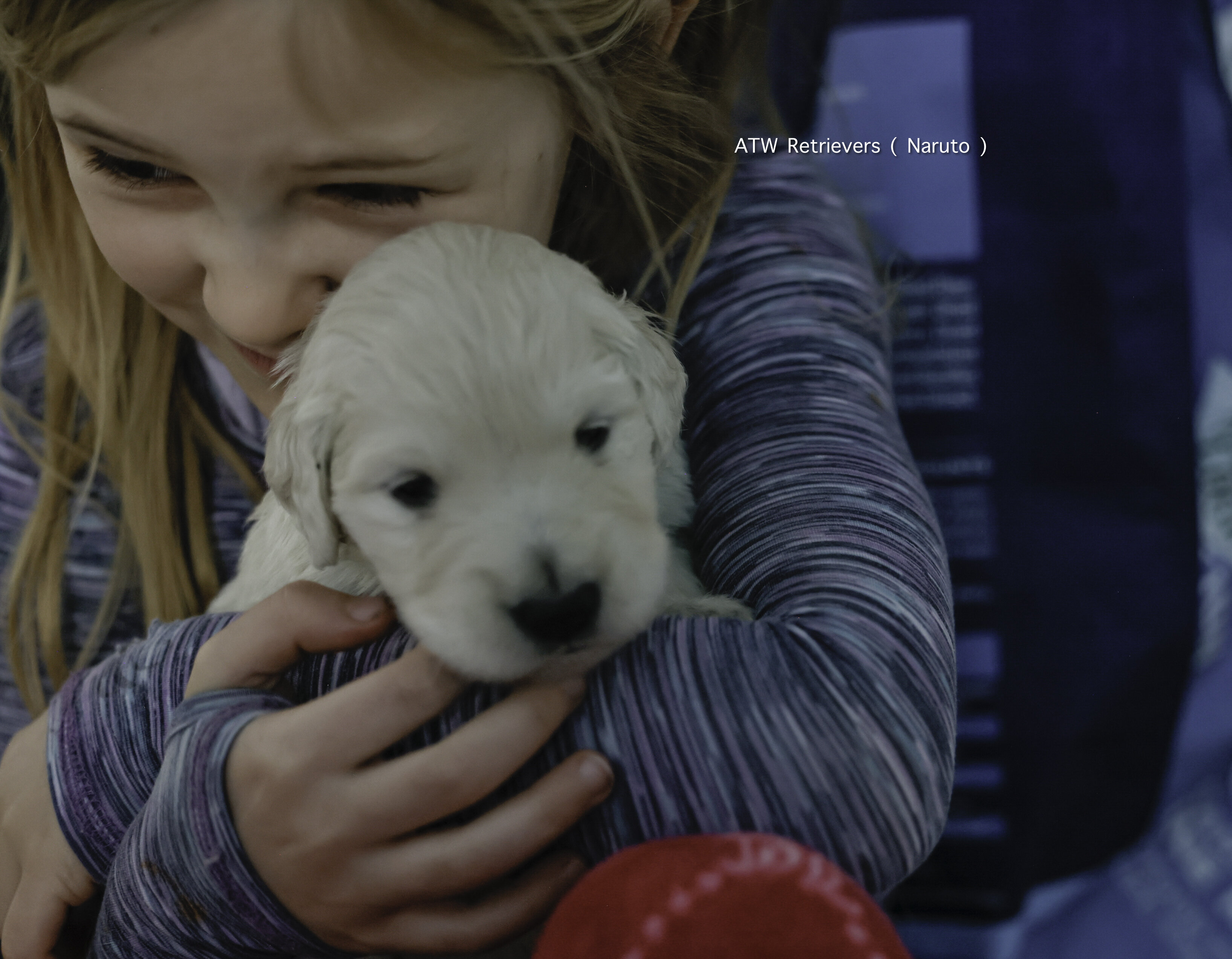 AKC Golden Retriever Puppies image 2