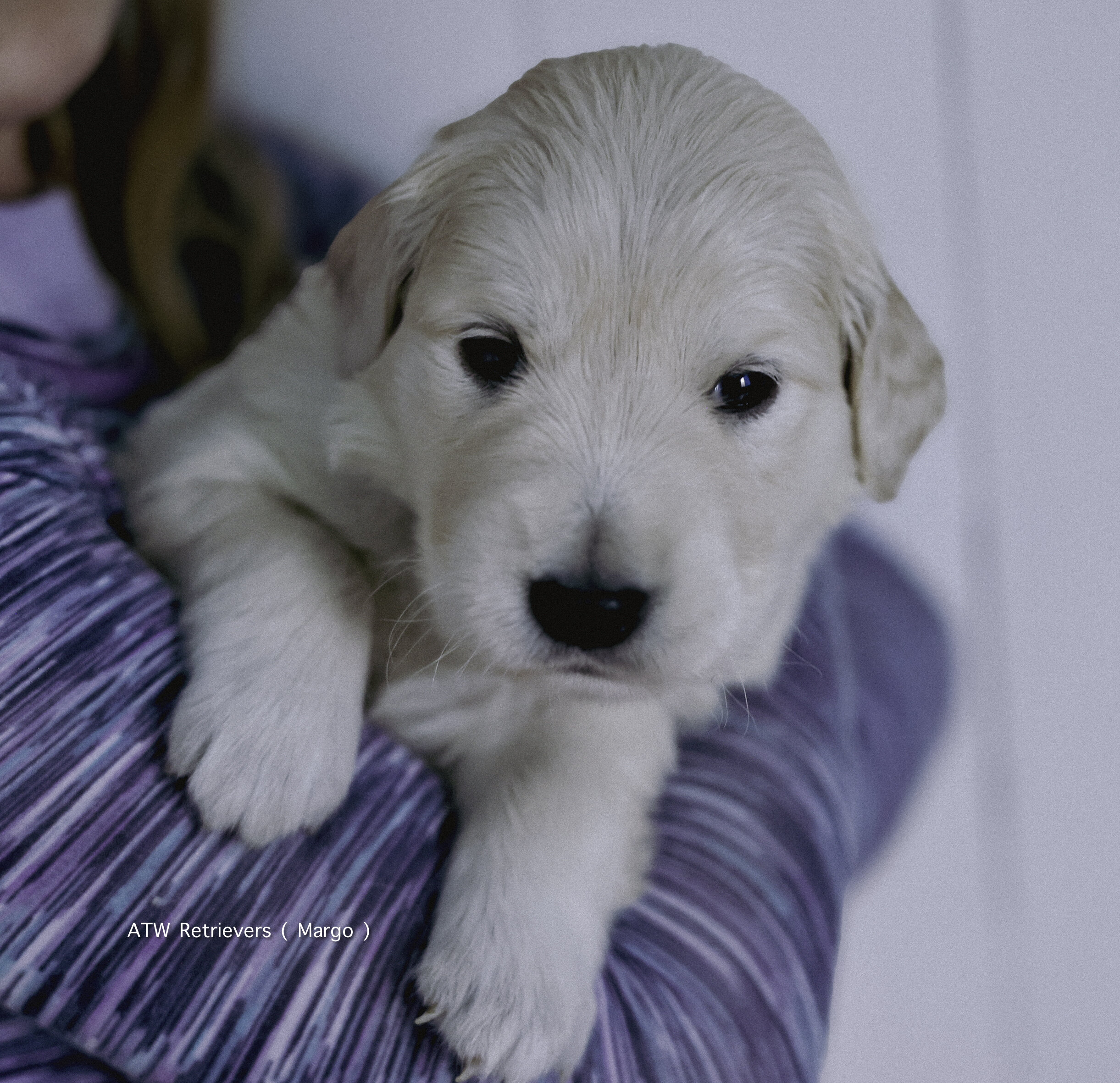 AKC Golden Retriever Puppies image 1