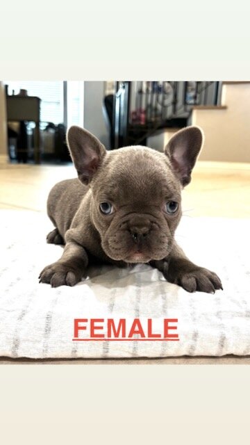 French Bulldogs image 1