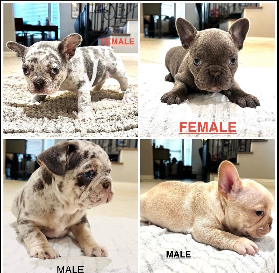French Bulldogs image 4
