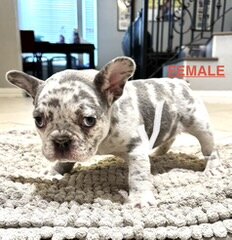 French Bulldogs image 2