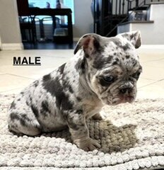 French Bulldogs image 3