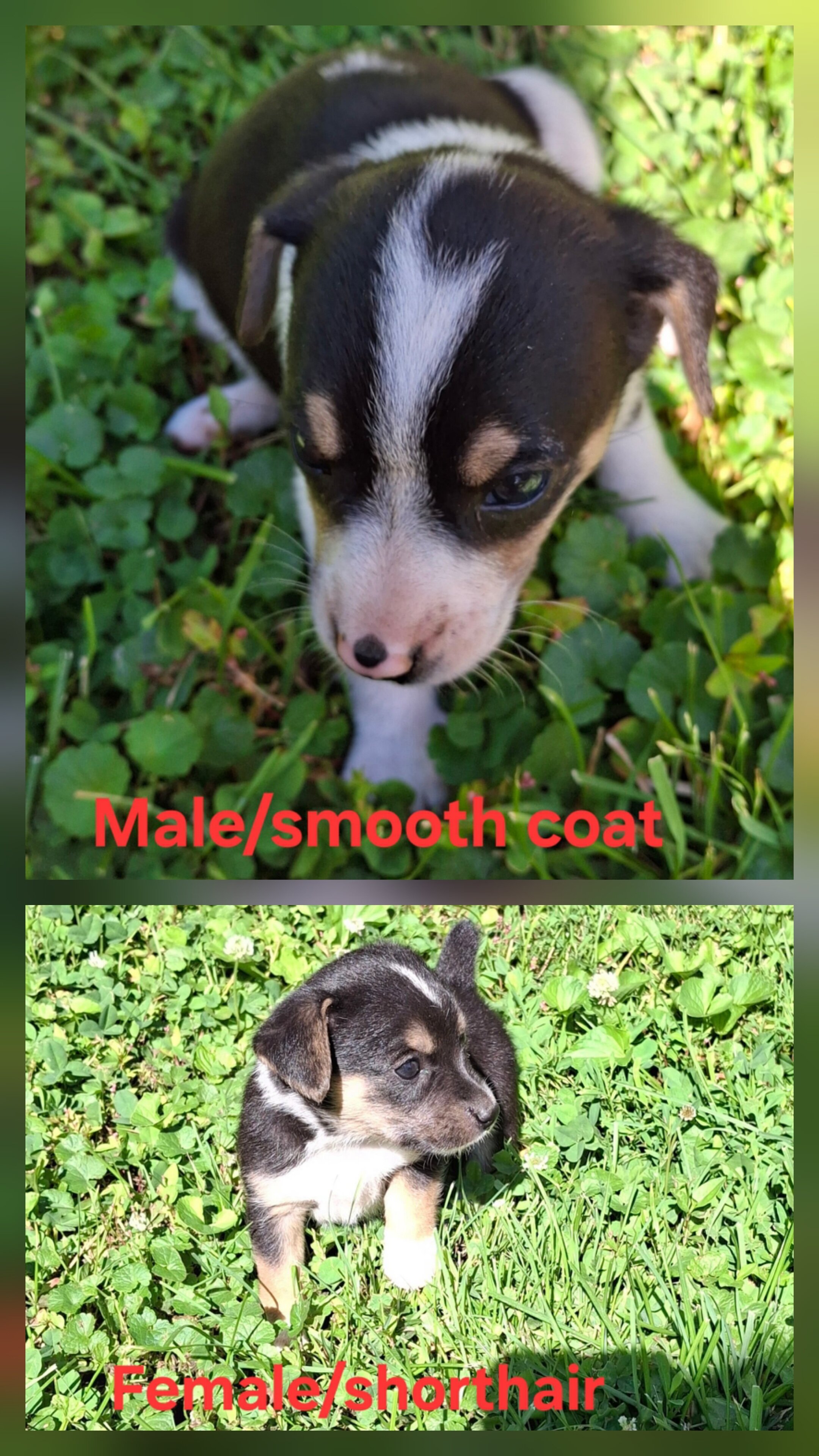 Miniature Rat Terrier/Jack Russell image 6
