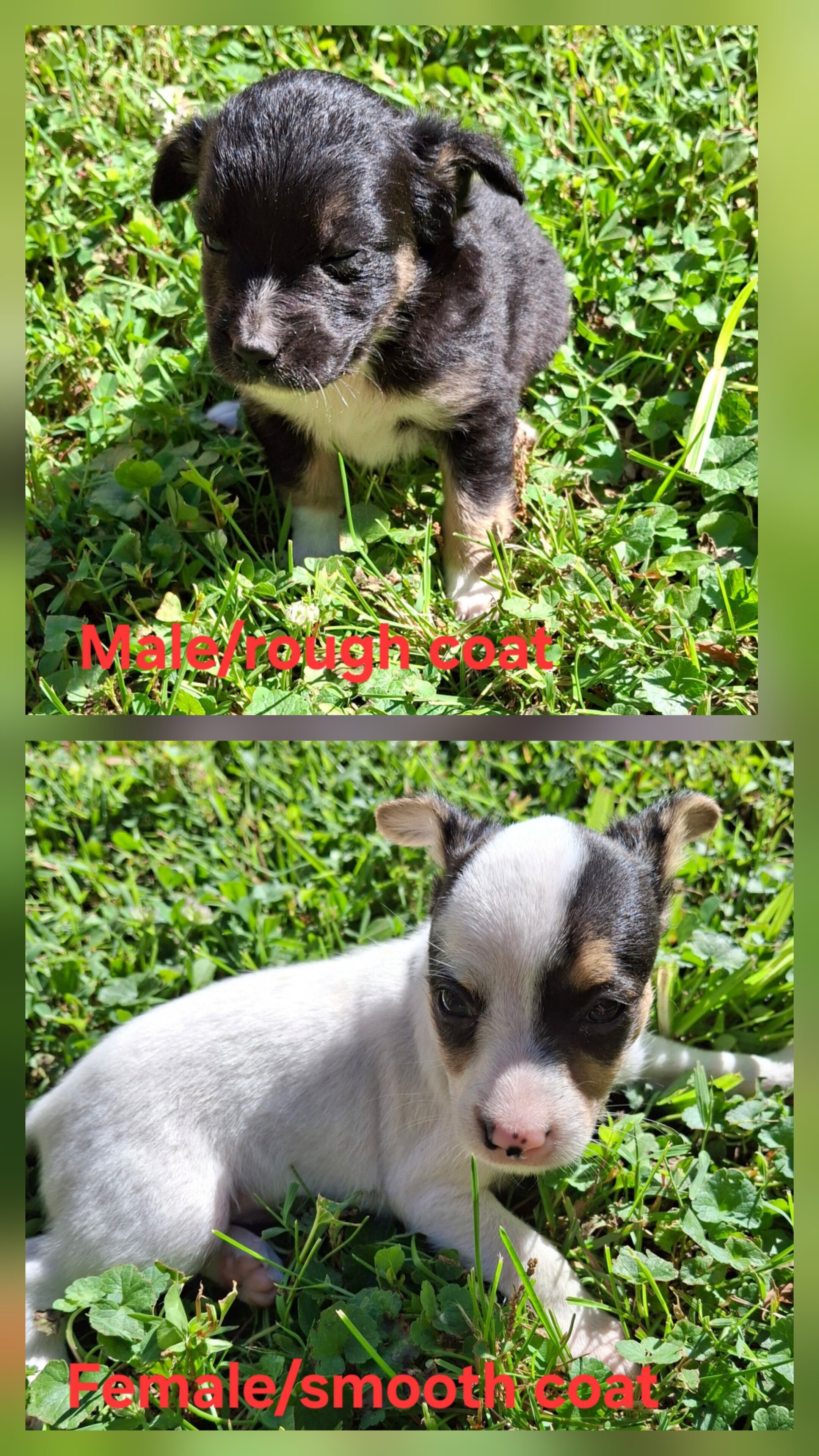 Miniature Rat Terrier/Jack Russell image 5