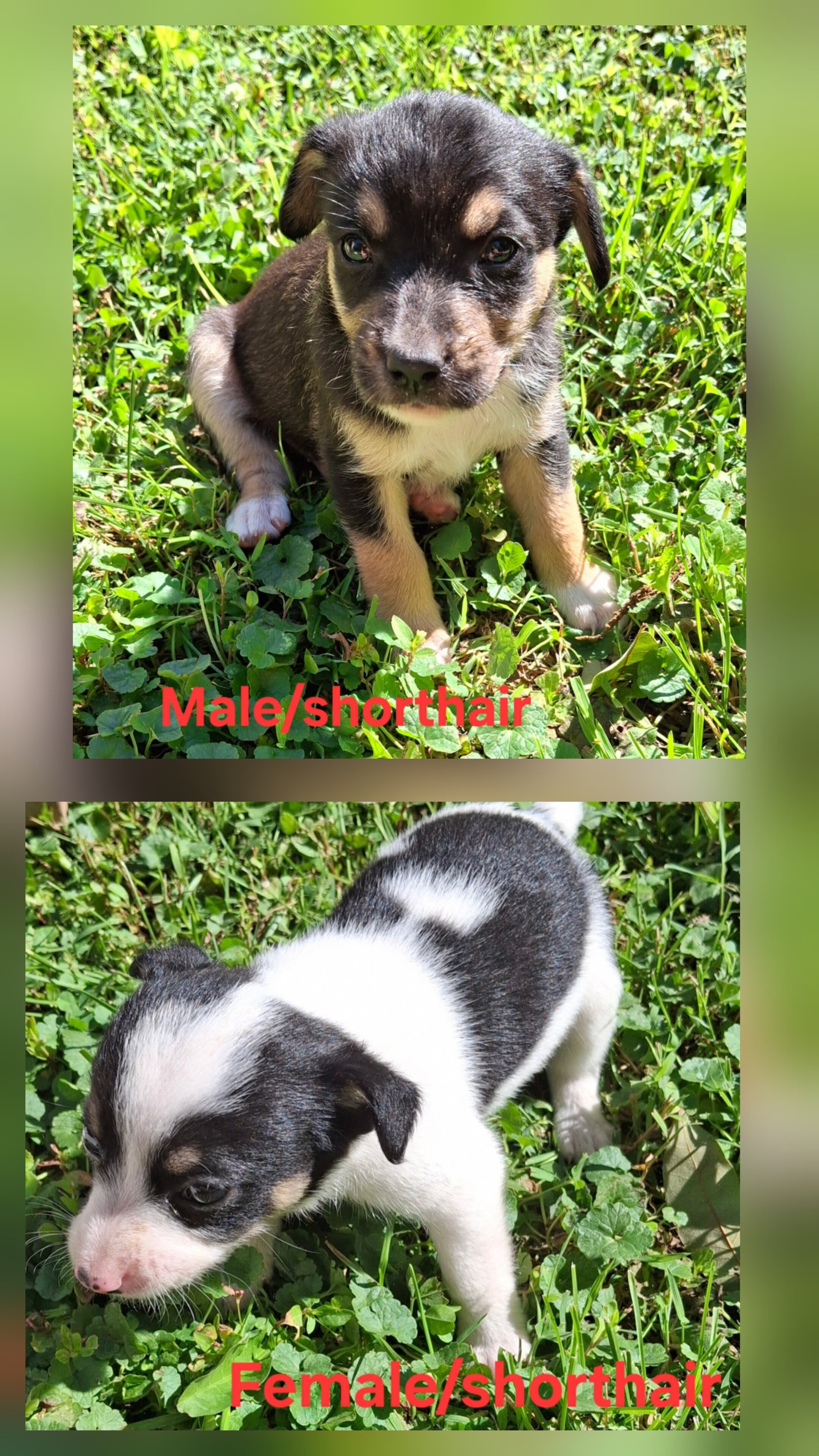 Miniature Rat Terrier/Jack Russell image 4