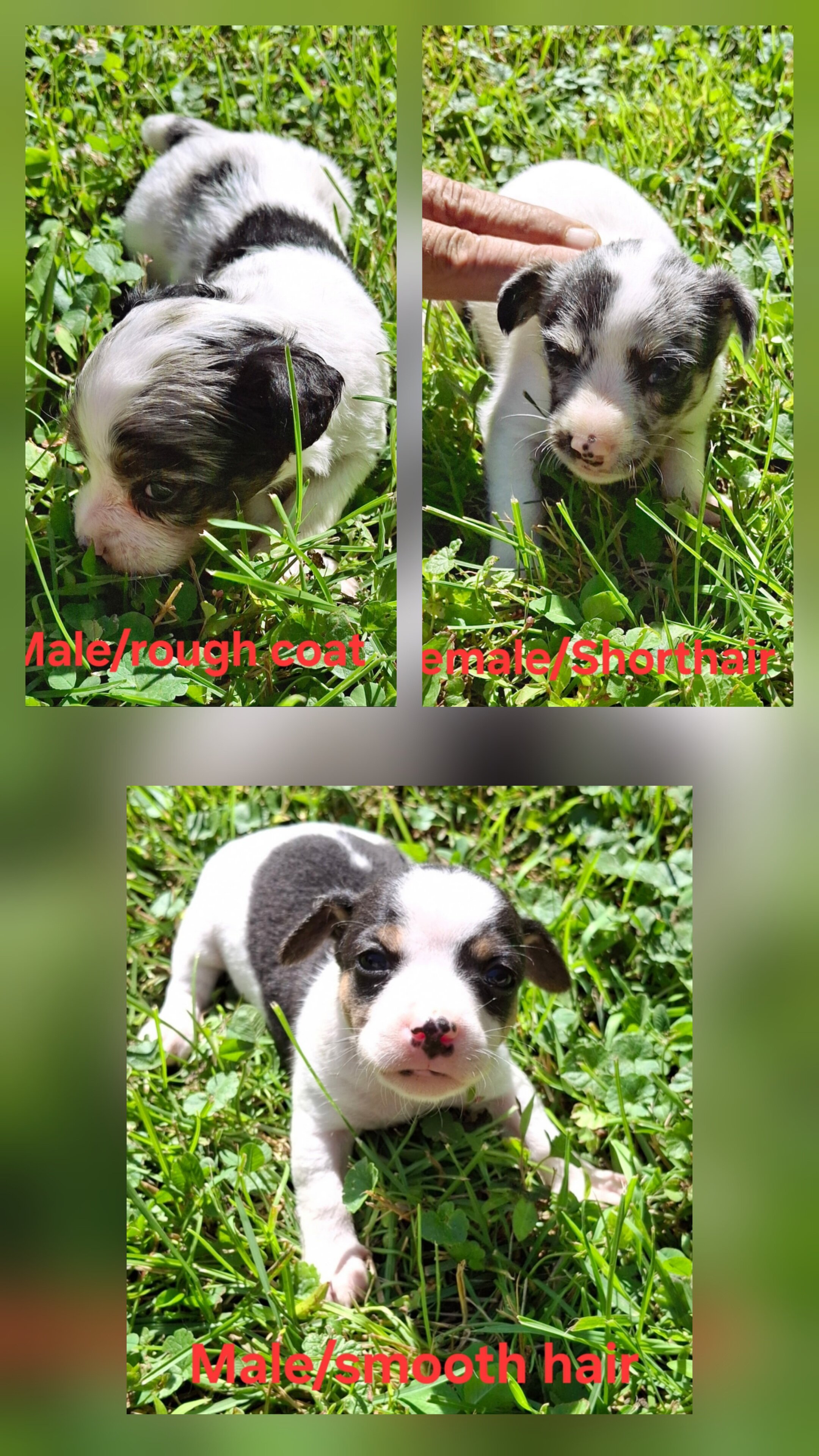 Miniature Rat Terrier/Jack Russell image 2