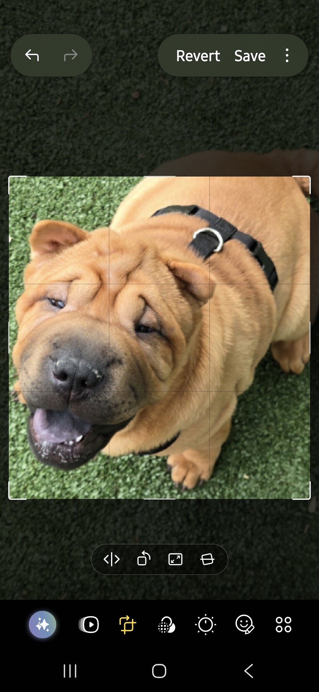 Shar pei image 1