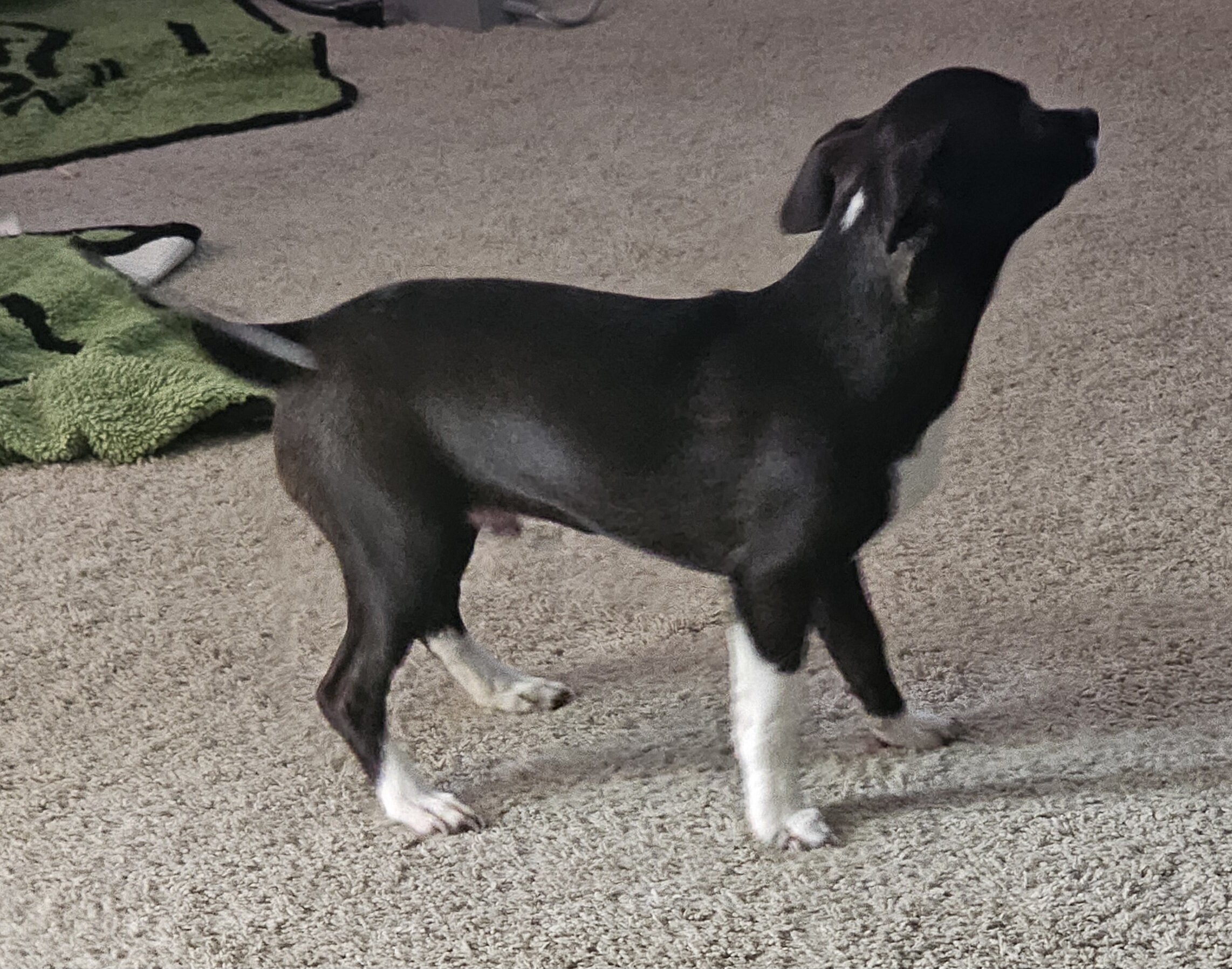 Puppies 🐶 chihuahua mix image 1