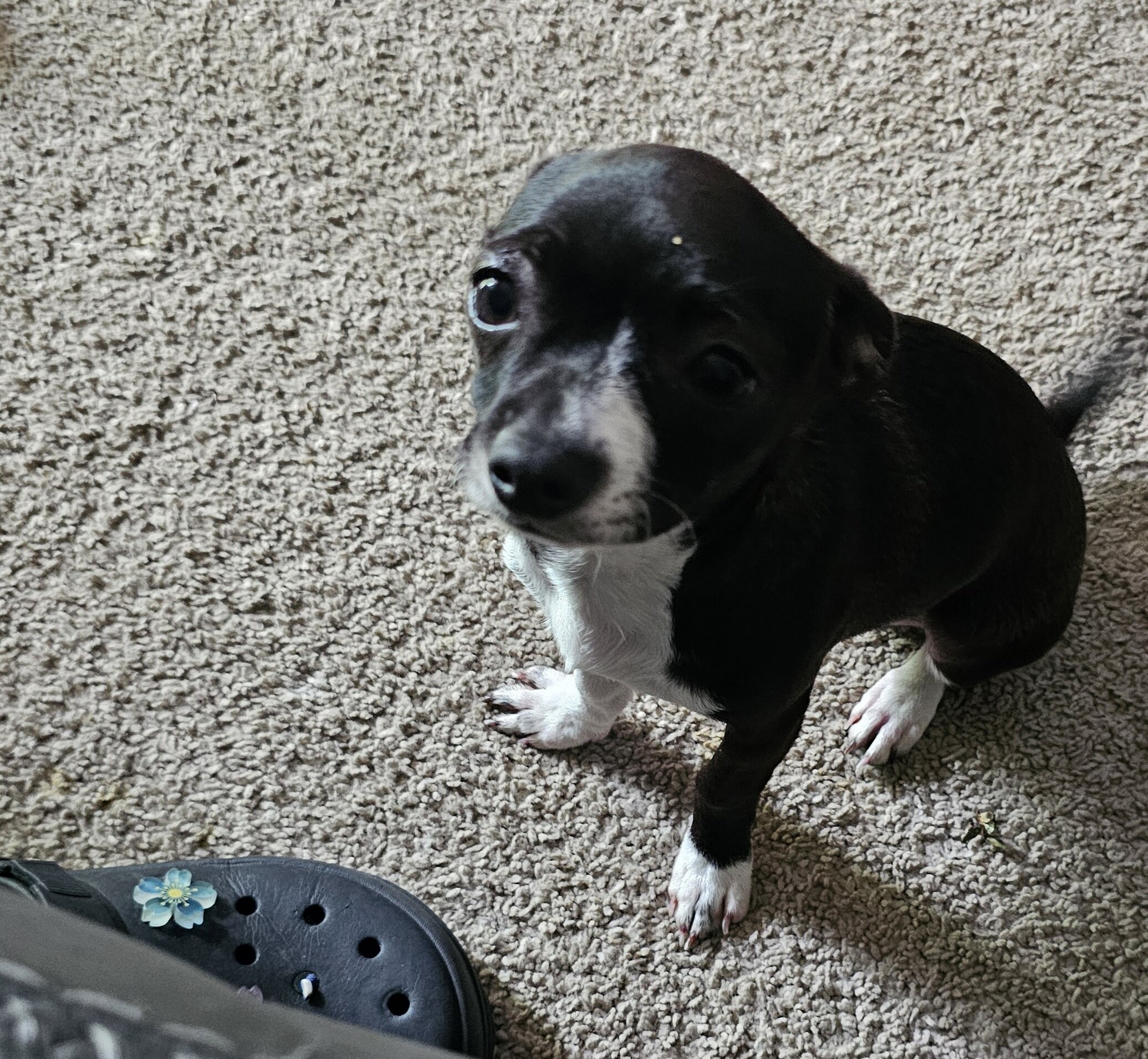 Puppies 🐶 chihuahua mix image 3