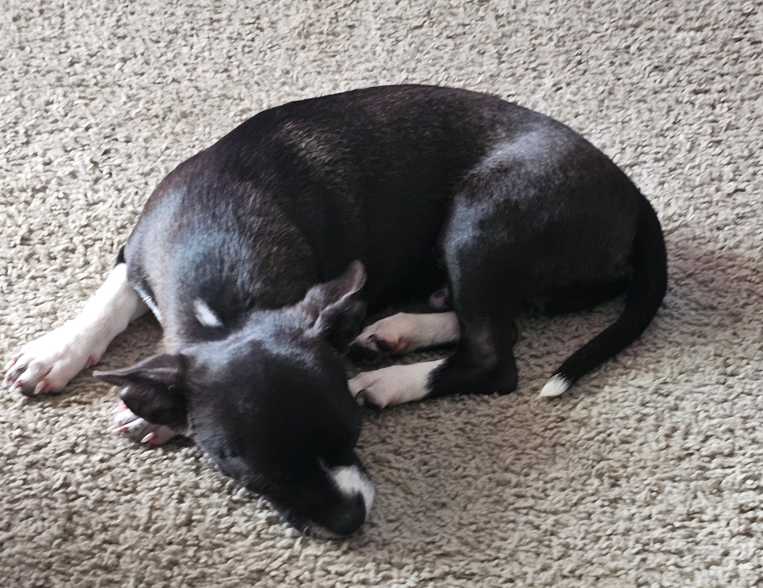 Puppies 🐶 chihuahua mix image 2