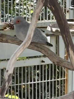 2 Diamond Doves image 5