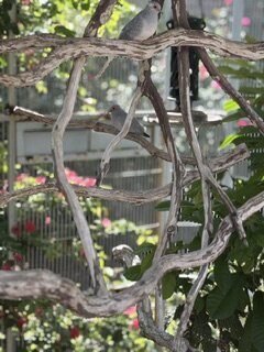 2 Diamond Doves image 1