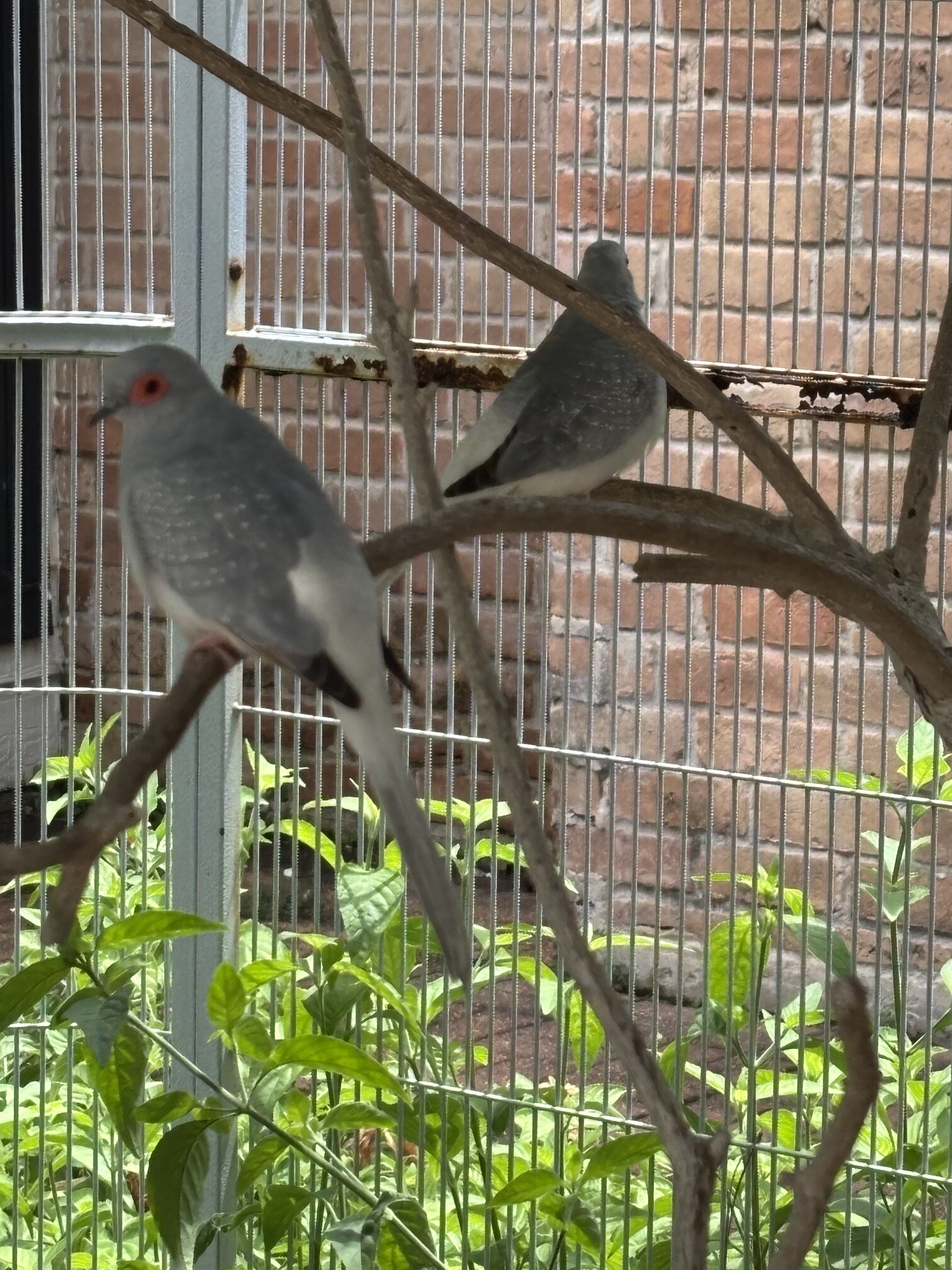 2 Diamond Doves image 4