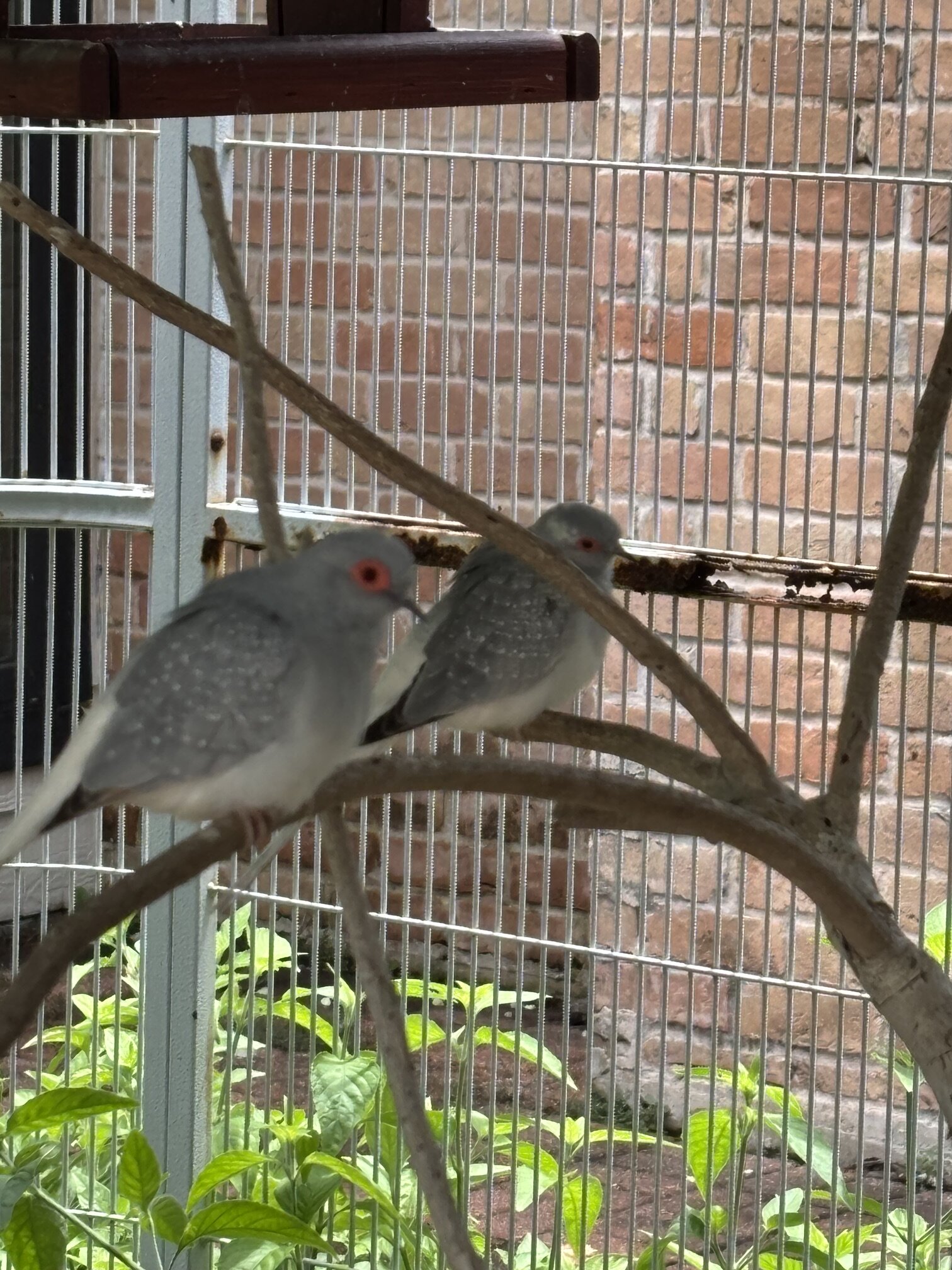 2 Diamond Doves image 3