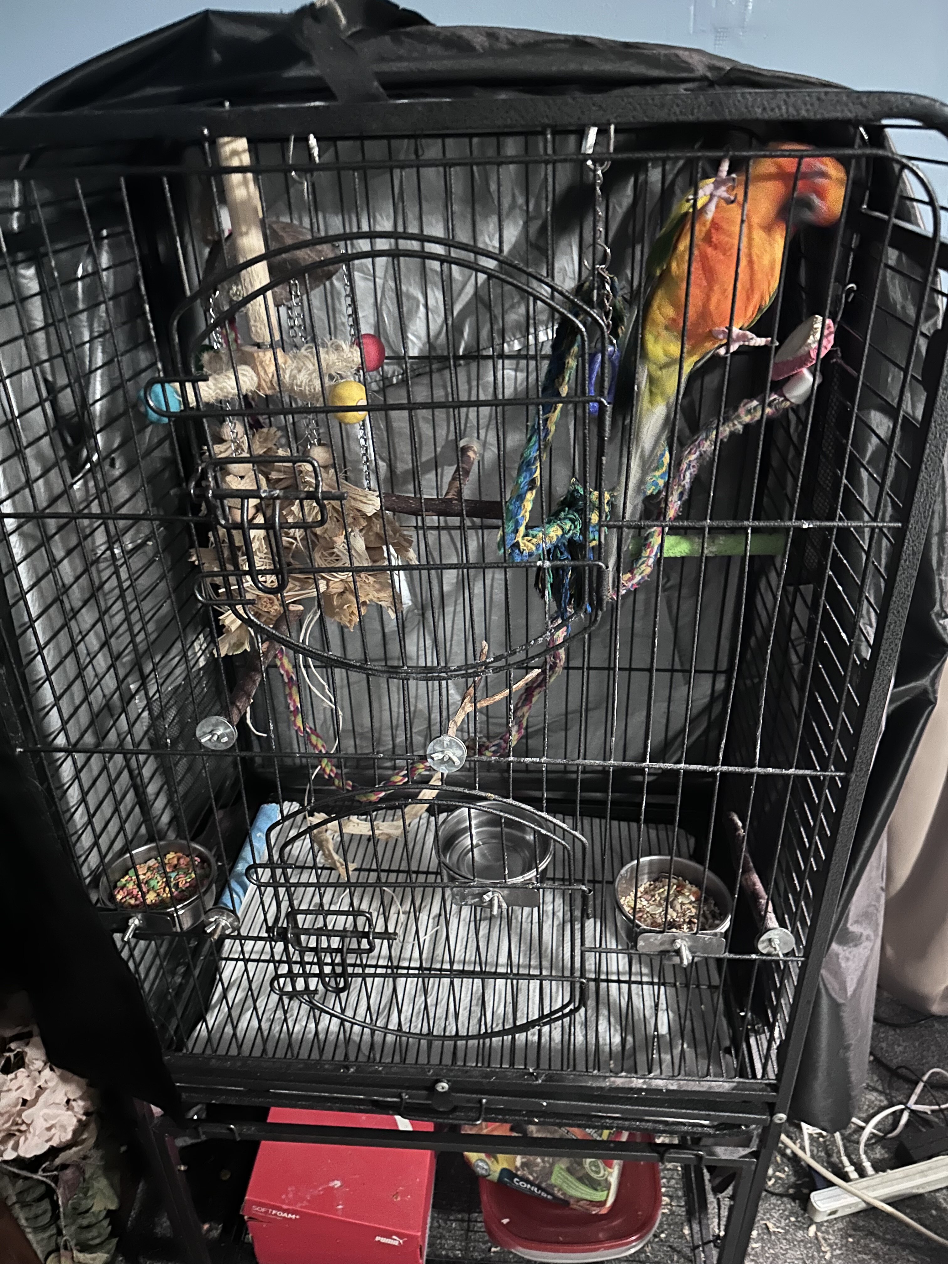 Bird (Sun Conure) image 4