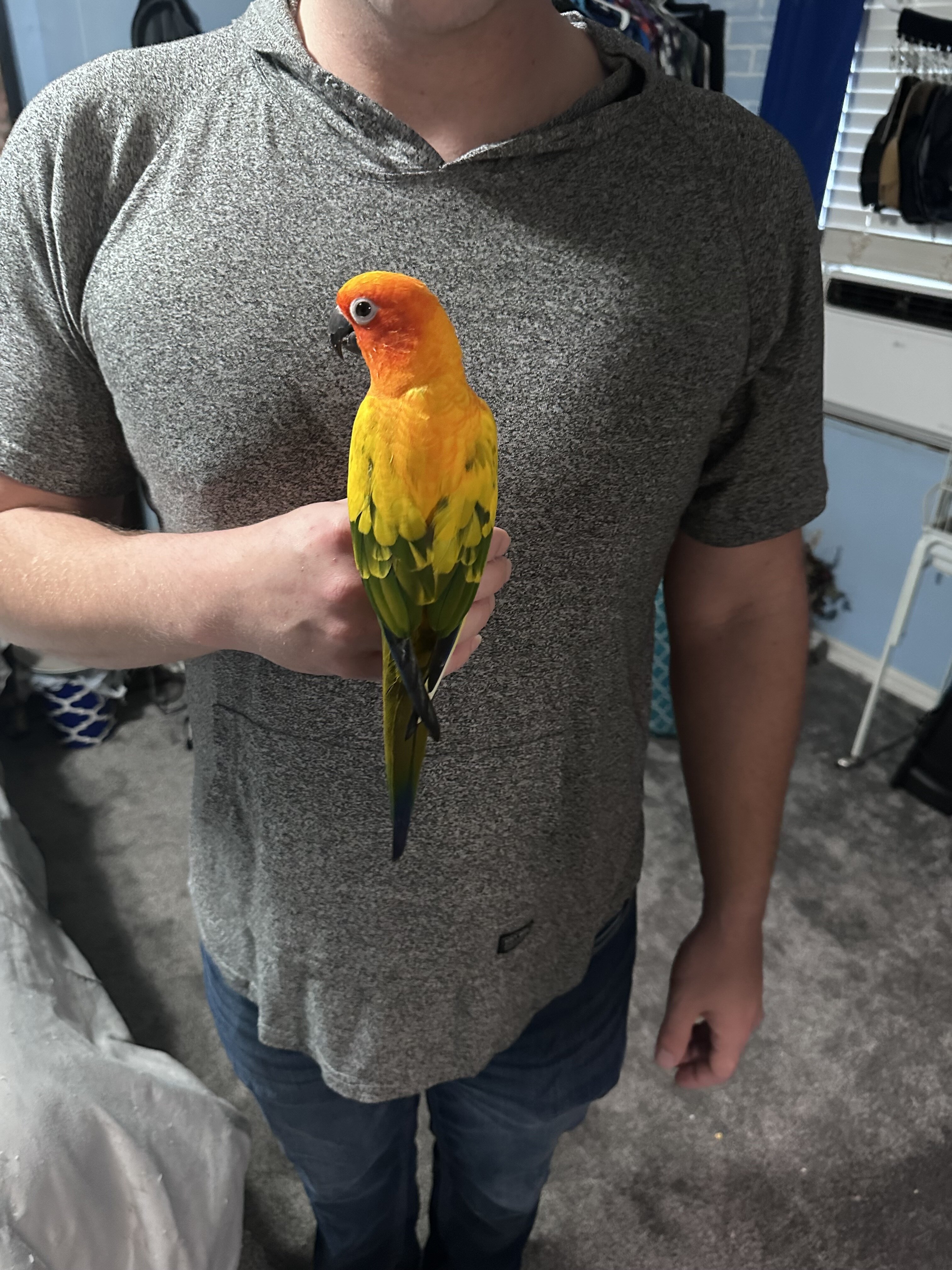 Bird (Sun Conure) image 1