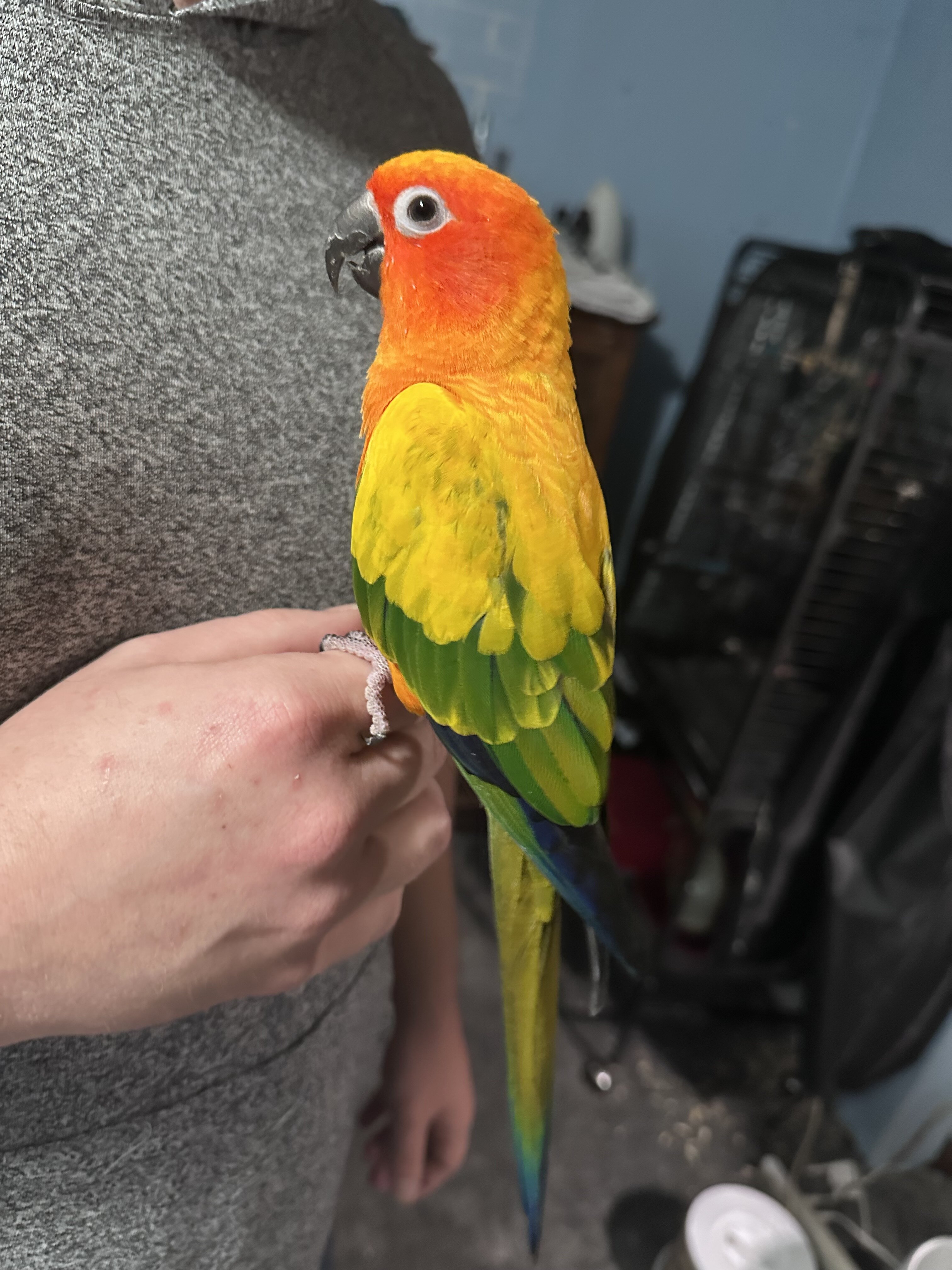 Bird (Sun Conure) image 2