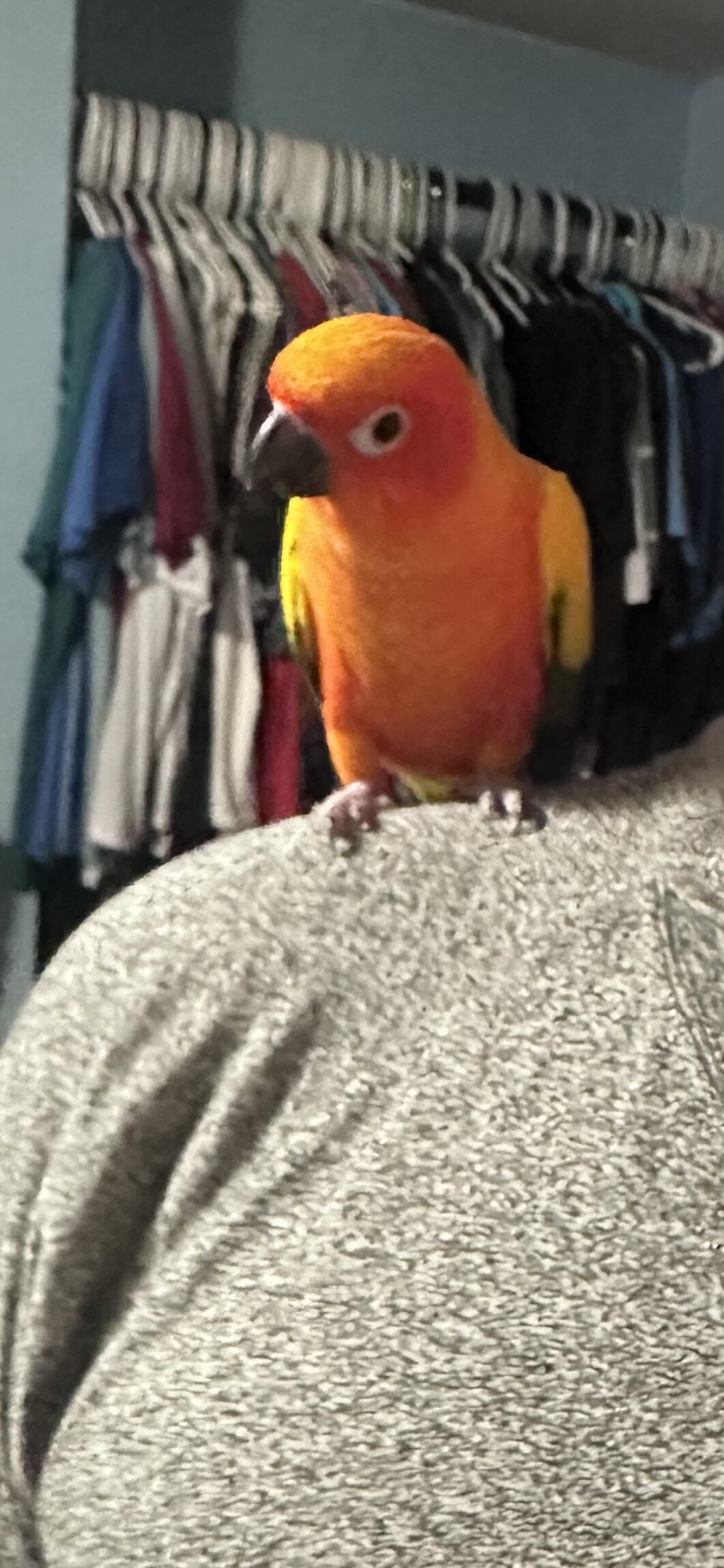 Bird (Sun Conure) image 3