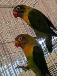 Lovebirds image 7