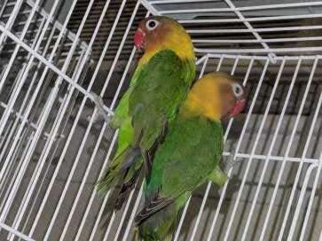 Lovebirds image 6