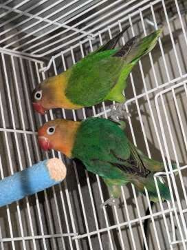 Lovebirds image 5