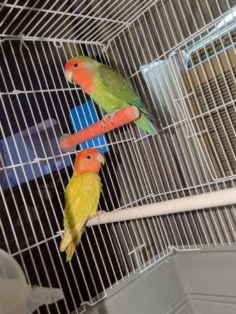 Lovebirds image 4