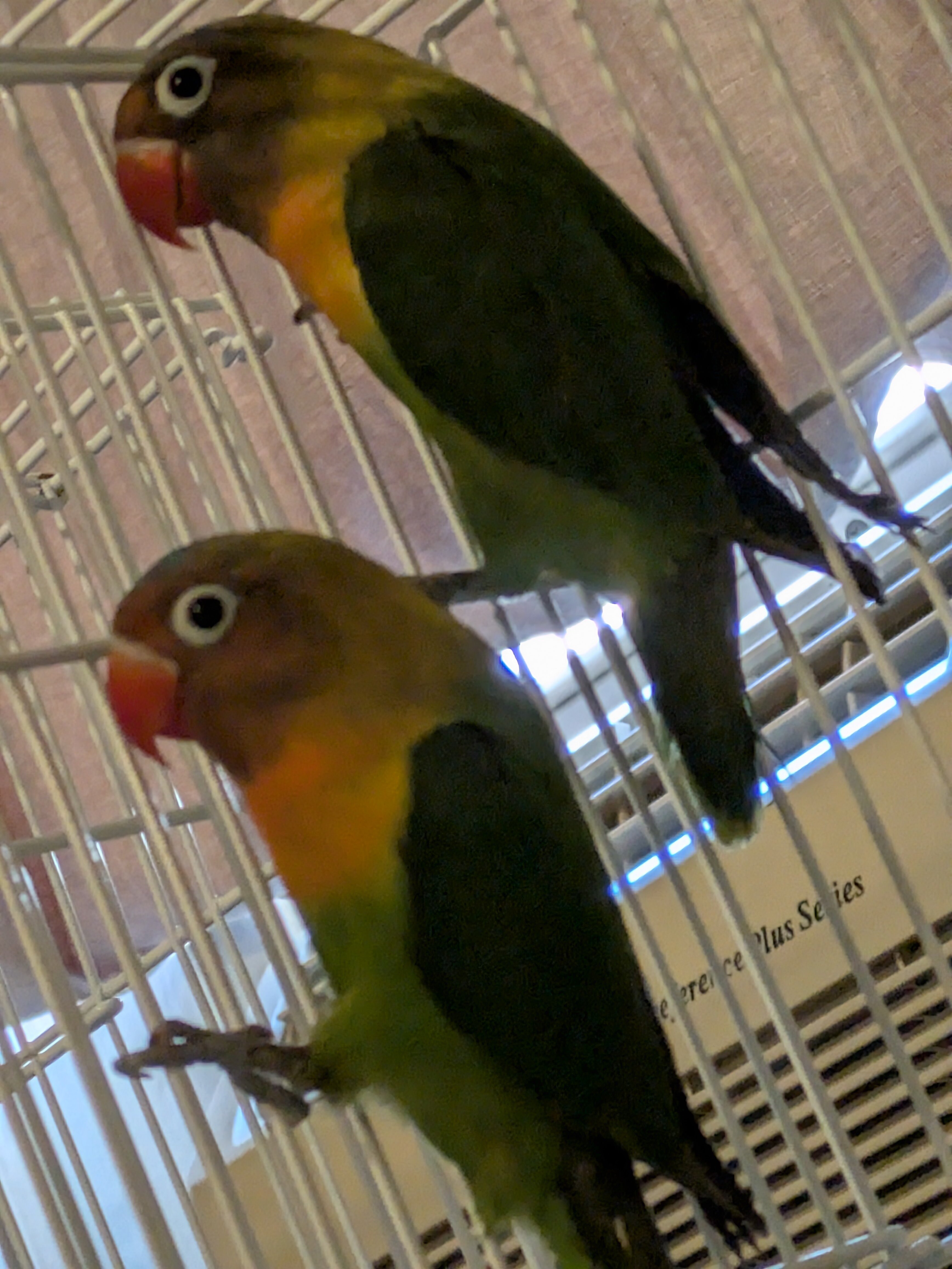 Lovebirds image 3