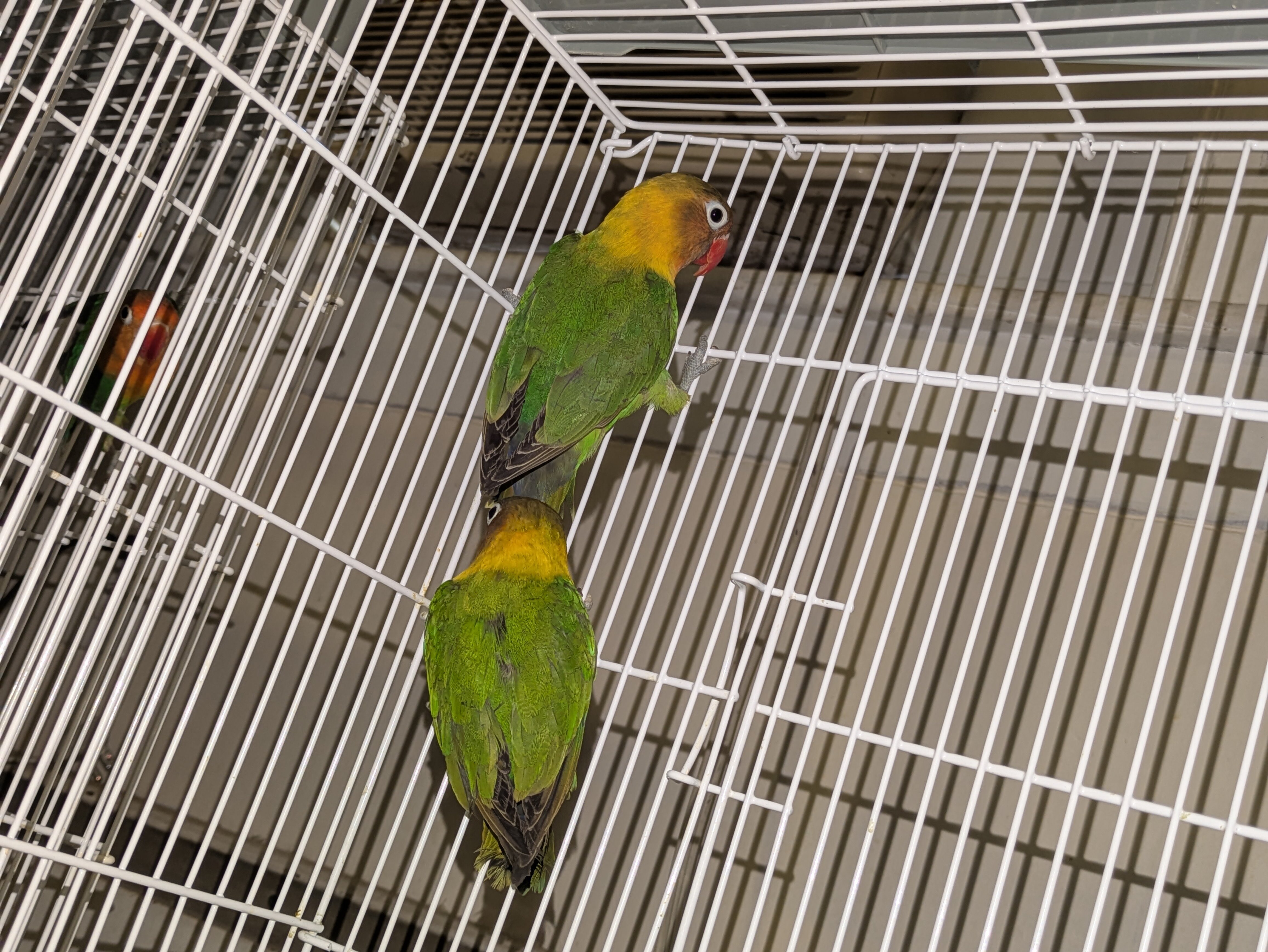 Lovebirds image 1