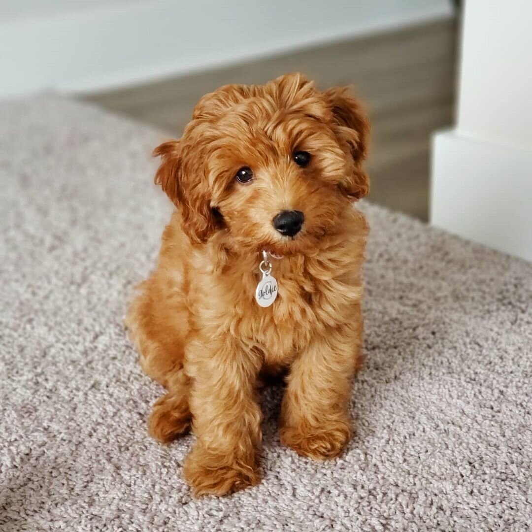 Thelma – Adorable Cavapoo Puppy Available in Cali image 10