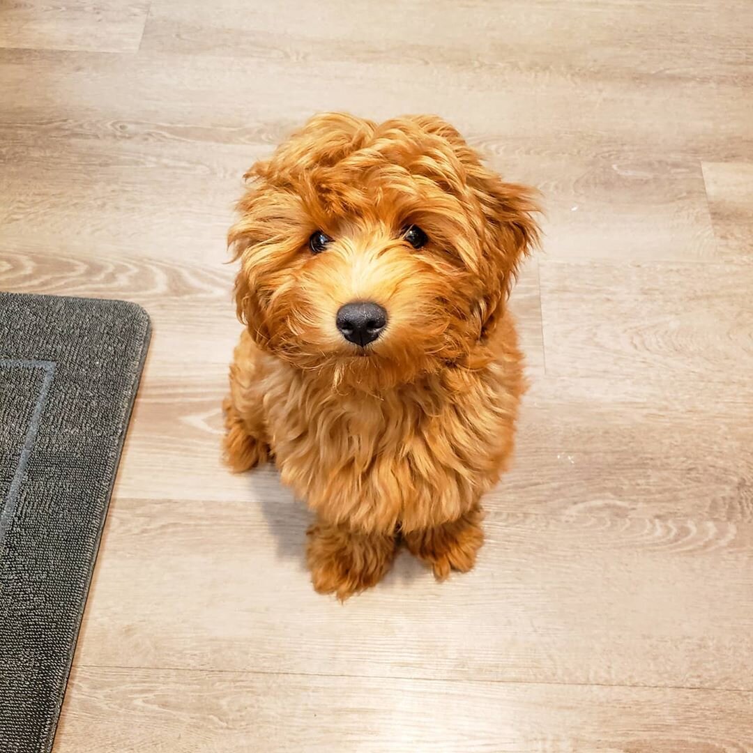 Thelma – Adorable Cavapoo Puppy Available in Cali image 7