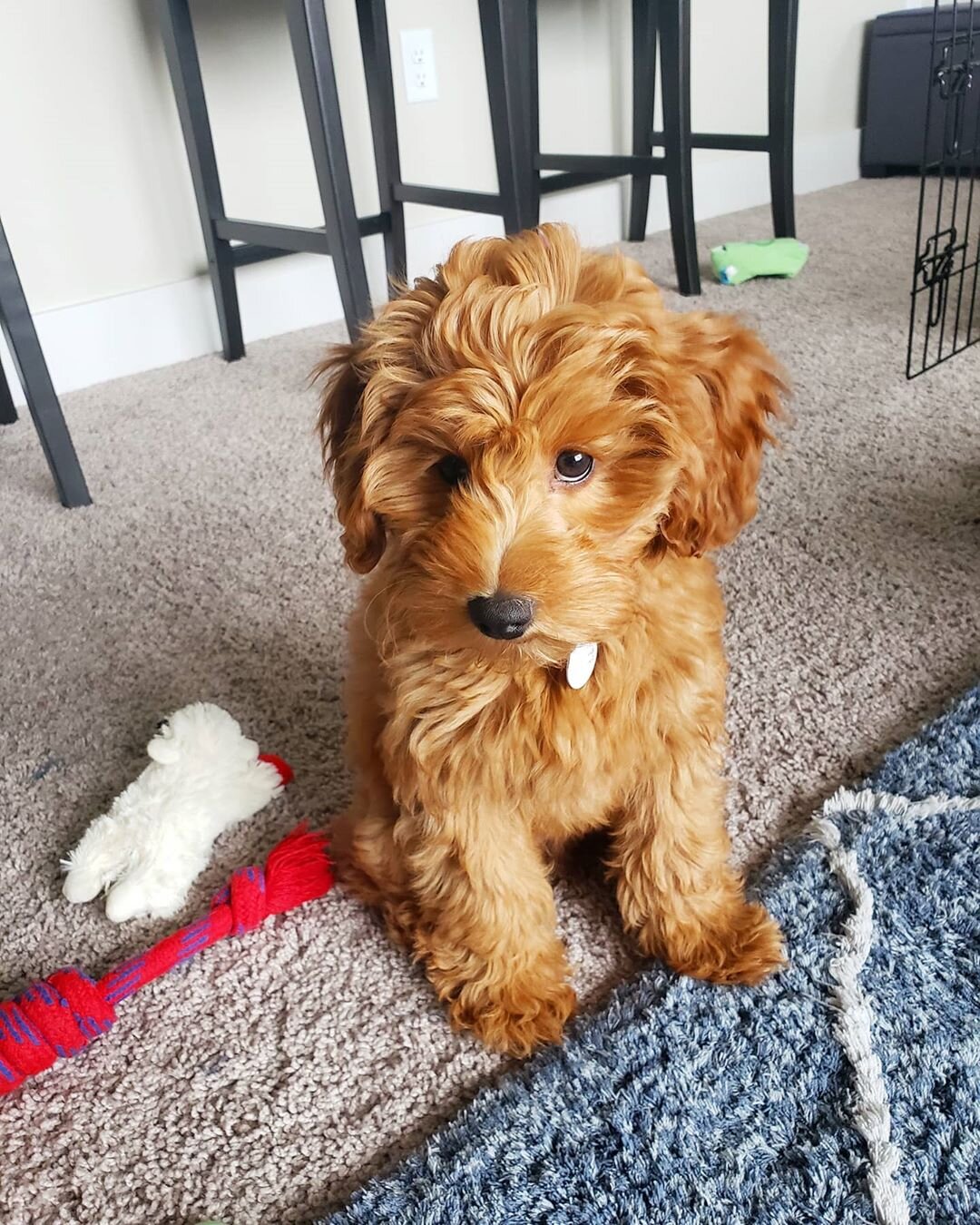 Thelma – Adorable Cavapoo Puppy Available in Cali image 8