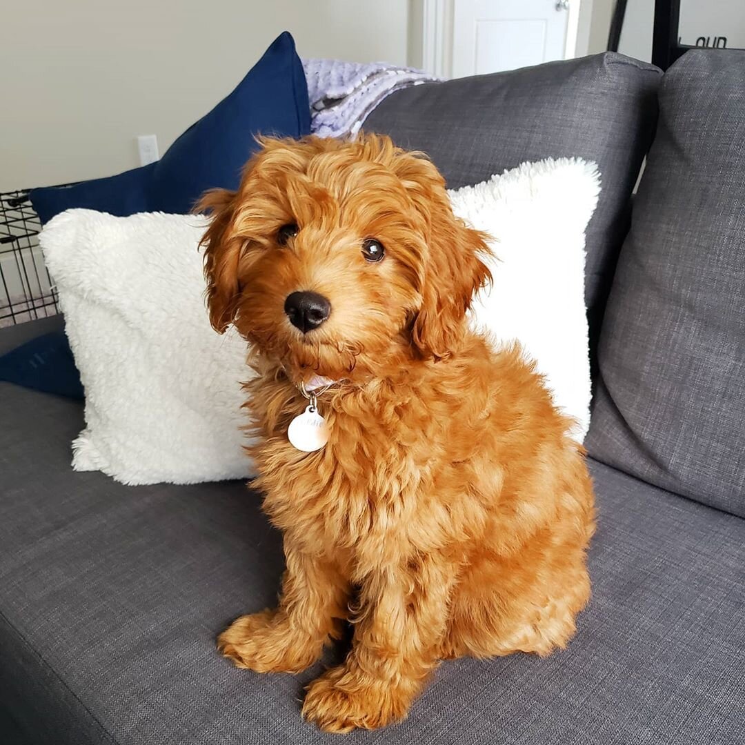 Thelma – Adorable Cavapoo Puppy Available in Cali image 6